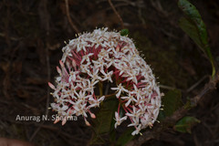 Ixora notoniana